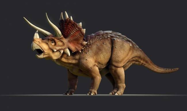 Сколько рогов у трицератопса: трехрогий динозавр