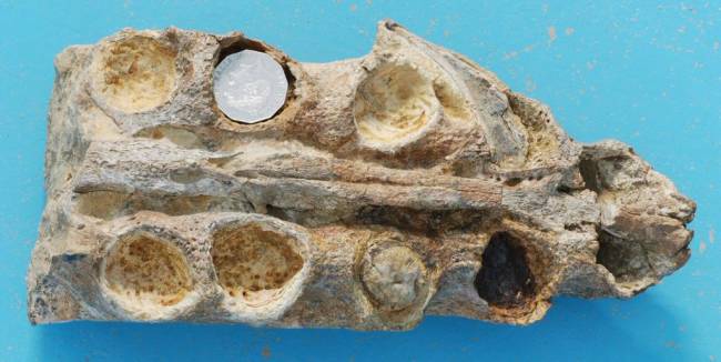 кронозавр череп