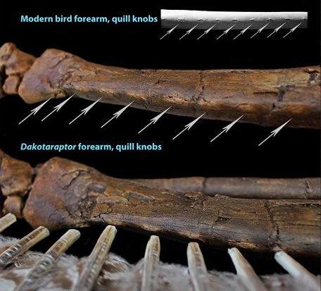Кости динозавра