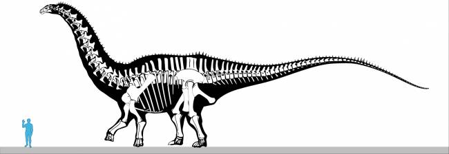 Апатозавр рост