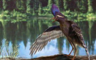 предки современных птиц