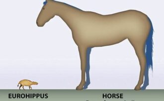 древний предок лошади