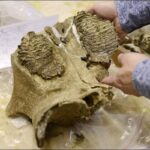 Причины исчезновения гигантских млекопитающих