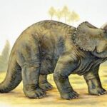 Трицератопс (Triceratops)