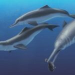 речных дельфинов