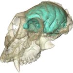модель мозга древней обезьяны