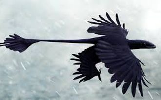 Микрораптор, Microraptor