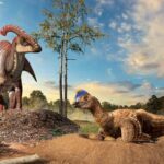 Гнезды динозавров