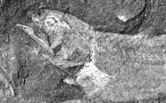 древнейшая рыба-целакант