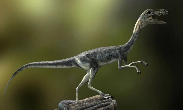 Прокомпсогнат (Procompsognathus)