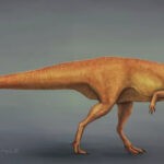 Берберозавр: род тероподных динозавров