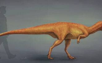 Берберозавр: род тероподных динозавров