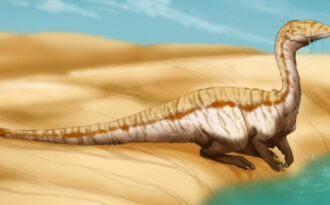 Доликозух (Dolichosuchus)