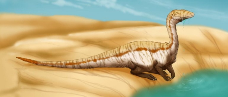 Доликозух (Dolichosuchus)