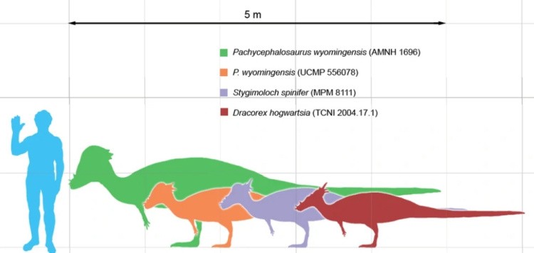 Пахицефалозавр размер